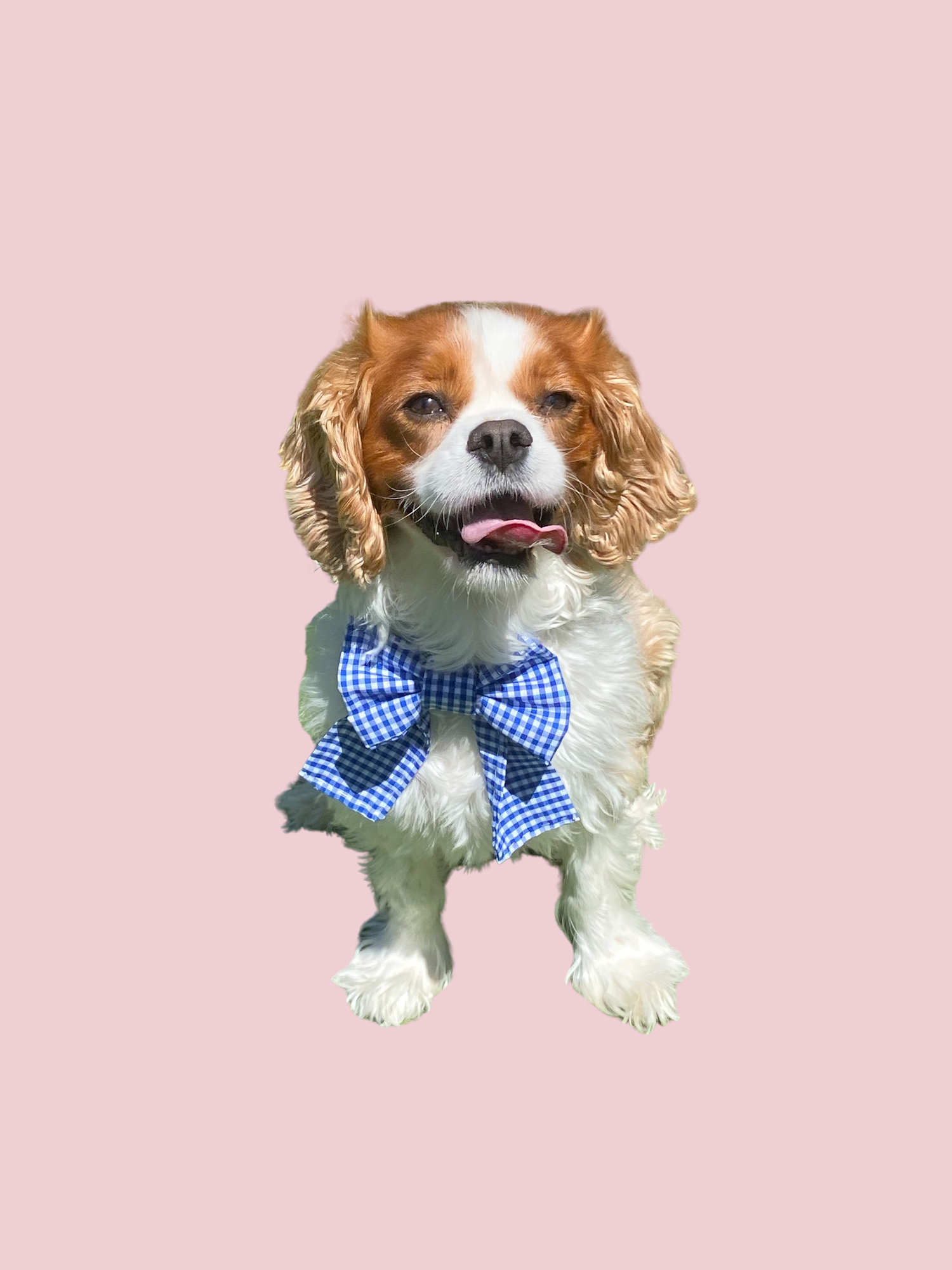Finished project made with the MINIANI Dogs neckwear kit
